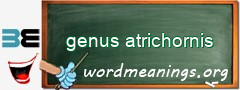 WordMeaning blackboard for genus atrichornis